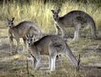 Survey starts to estimate SA roo numbers