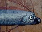 BEAST FROM THE DEEP - Rare 3-metre ‘doomsday fish’ found on remote beach