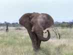 Elephant had feasting spree at supermarket