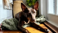 Perth couple in heated custody battle over foster puppy