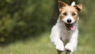 Dog trainer exposes dangerous mistake many pet owners make