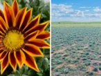 Urgent warning over popular garden flower sold at Bunnings