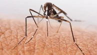 Aussie state hits 71 malaria cases