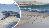 Nightmare vision shows grim reality for turtles on WA coast