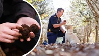 Manjimup set for best truffle crop in ‘three of four years’