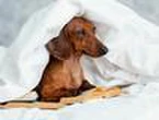 Dogs can 'listen in' on human speech