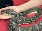 Warning over Aussie snake surge