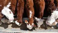 New additive shows promise in taming cattle emissions