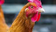 Blow to Aus as new bird flu outbreak found