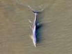 Missing Mandurah dolphins make surprise appearance