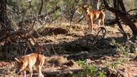 WA residents urged to be aware of wild dog baiting