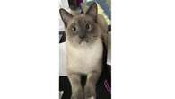 Lost cat's mysterious 1400km journey home to California