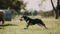 Record bid for kelpie pup makes Telethon dream come true