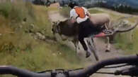 Moooove! Mountain biker crashes into cow