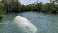 Dead whale found near popular holiday spot