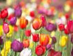 Araluen set for this year's Springtime Tulip Festival