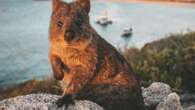 ‘Absolute showstopper:’ $500k quokka released