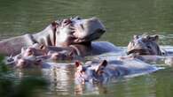 Man recounts Hippo attack: ‘I was in its jaws‘