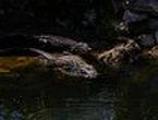 Five people survive being trapped on top of crashed plane surrounded by alligators
