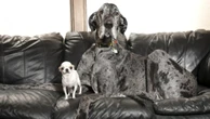 World's tallest and smallest dogs enjoy a playdate