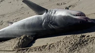 ‘Pretty sick’: Horror find on popular beach