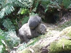Wombat AI: software deployed to track native animals