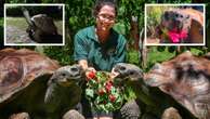 WA heartbreak as beloved tortoise dies