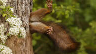 PICTURED: The winners of the Comedy Wildlife Awards