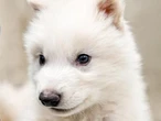 Raising wolves from the dead