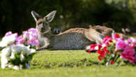 New plan to save kangaroos from being killed on WA roads