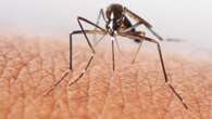 Warning over deadly mosquito virus