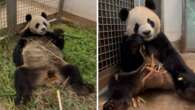 First look at Australia’s new pair of pandas, Xingqiu and Yilan