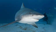 breakingBull shark roaming Swan River puts water users on high alert