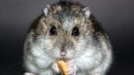 Boyfriend convicted for controlling ex’s access to hamster