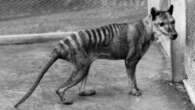 Tassie tiger 'de-extinction' bid aims to dispel myths