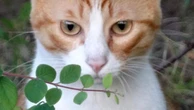 Cats love to play fetch on their own terms
