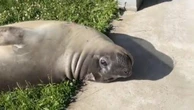 Huge seal goes viral after being discovered in local’s yard