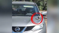Perth Xmas shopper cops a BIG snake on their car bonnet