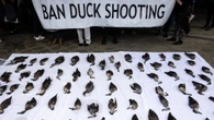 Opponents shoot down duck hunting report as 'failure'