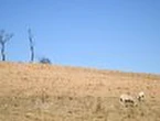 Rural Australians dying earlier, from avoidable illness