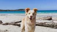 REVEALED: WA town named most pet-friendly in Australia