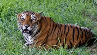 Elephants join Indian tiger hunt after farmer killed