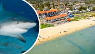 Beachgoers urged to take caution over nuisance bull shark