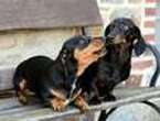 Woman found dead and partially eaten by her sausage dogs