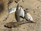 Days of fish kills expected after ex-tropical cyclone