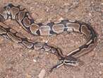 Thieves accused of using snakes to rob store