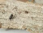 Tiny beetle destroying WA trees in ‘environmental disaster’