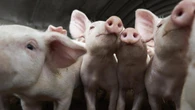 Nambeelup businesses identified as source of odour