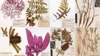 Plants collected on Cook voyage in new online archive