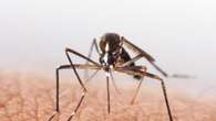 State’s urgent warning over deadly virus